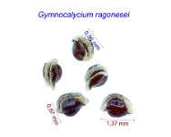 Gymnocalycium ragonesei 1.jpg